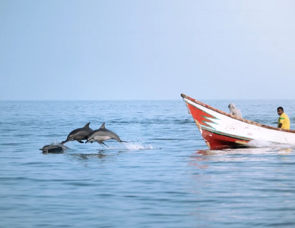 Qalansiyah dolphins