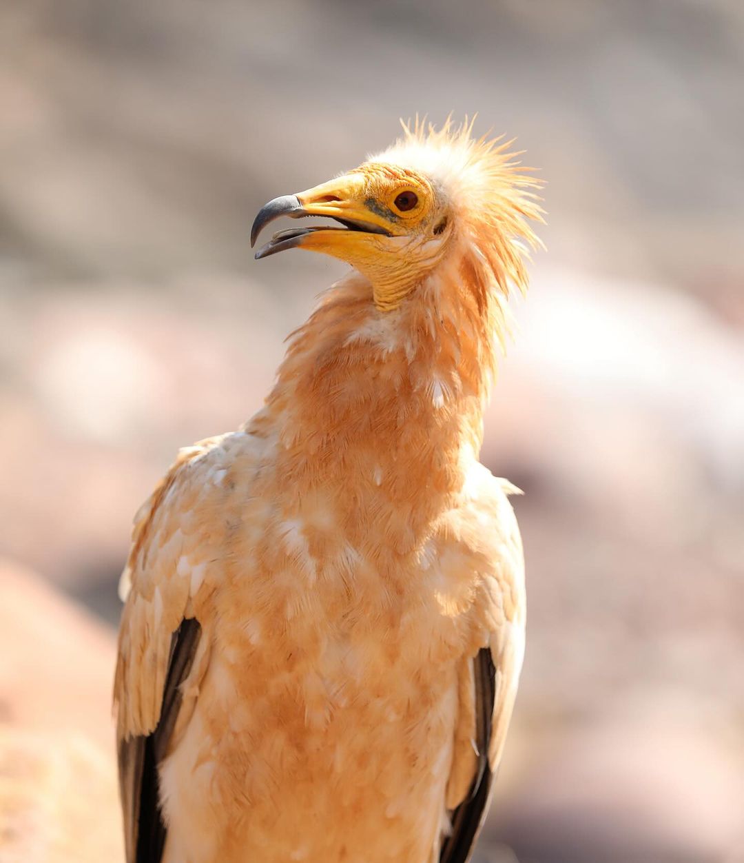 Rare Birds of Socotra